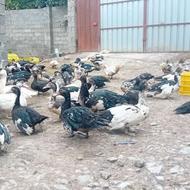 اوردک اسرائیلی