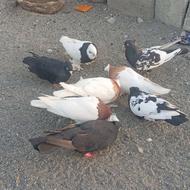 کفترگره فروشی