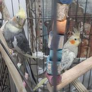 عروس هلنددی