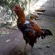 خروس لاری آس