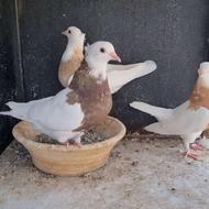 حراج کبوتر طوقی زینتی