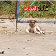 توله سرابی ماده