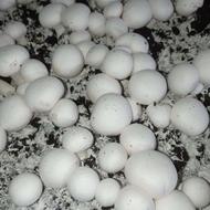 فروش قارچ دکمهای (به قیمت درب سالن)