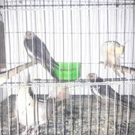 عروس هلندی جوجه و بالغ
