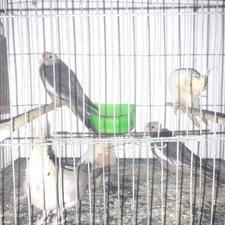 عروس هلندی جوجه و بالغ