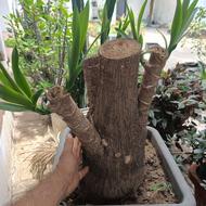 بنسای یوکا سرحال و ریشه دار