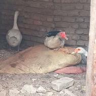 مرغ و خروس محلی