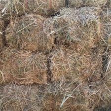 یونجه کوبیده وپرس