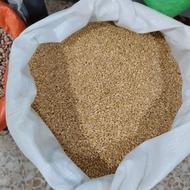 فروش گندم پاک شده اعلا