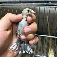 جوجه سهره های گردن کلفت