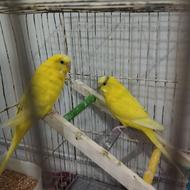 یک جوفت مرغ عشق نر ماده