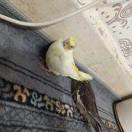 عروس هلندی.