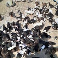 تعدادبالاموجوده