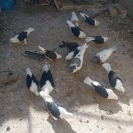 کبوتر پشت سیاه کاکل بدون پرپا