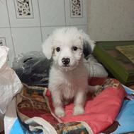 واگذاری بچه نژاددار عروسکی و آپارتما نی