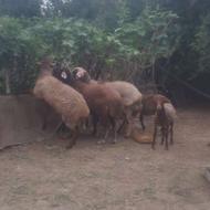 گوسفند وبره