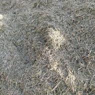 یونجه خرمنکوب شده
