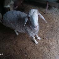 بره نر سالم