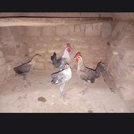 چند عدد جوجه براکل هه