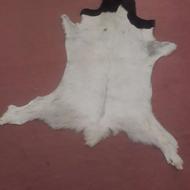 پوست بز طبیعی