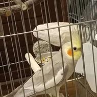 طوطی عروس هلندی دارای 3 بود بچه