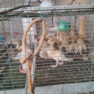 فروش 13 تا جوجه اردک اسرائیلی