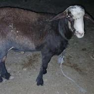 یک راس بره ی نر