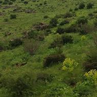 نیازمند کارگر برای چیدن نخود