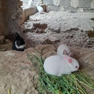 خرگوش چشم قرمز