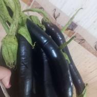 بادمجان قلمی
