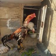 مرغ و خروس لاری اصیل