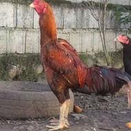 لاری اصیل قلم سبز