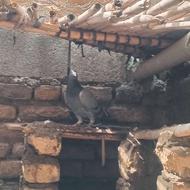 سبز ماده درشت 500