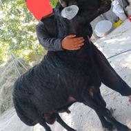قوچ همه چی تمام
