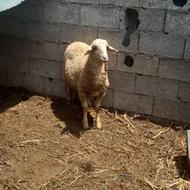 گوسفندبره نر