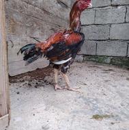 خروس لاری طلایی