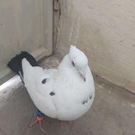 سفید دم سیاه نر