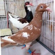 جفت کفتر نروماده ابلق کارل میلومنز سرخ و زرد