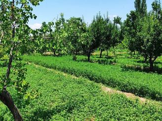 تقریبا1500متربایکساعت حق آبه روستای تازه کندآخوند