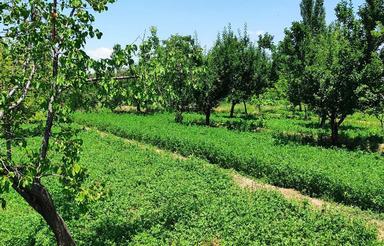 تقریبا1500متربایکساعت حق آبه روستای تازه کندآخوند