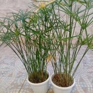 نخل مردابی از گل و گیاه طاها