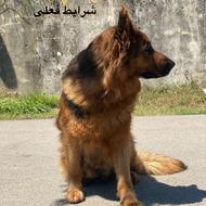 واگذاری ژرمن ماده مو بلند سه ساله