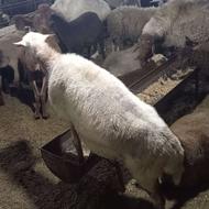 گوسفند وره مار درشت