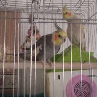 عروس هلندی نر و ماده