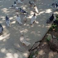 کبوتر پرش وزردخوردی
