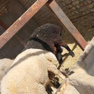بره نر چاق درجه یک