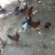 فروش خروسزینتی محلی
