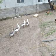 فروش غاز و اردک محلی