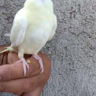 جوجه طوطی عروس هلندی سریلاکی