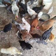 جوجه مرغ وخروس محلی واردک خارجی